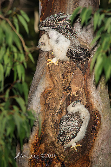 powerful owl 10606