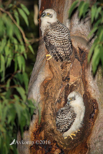 powerful owl 10608