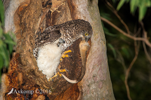 powerful owl 10615