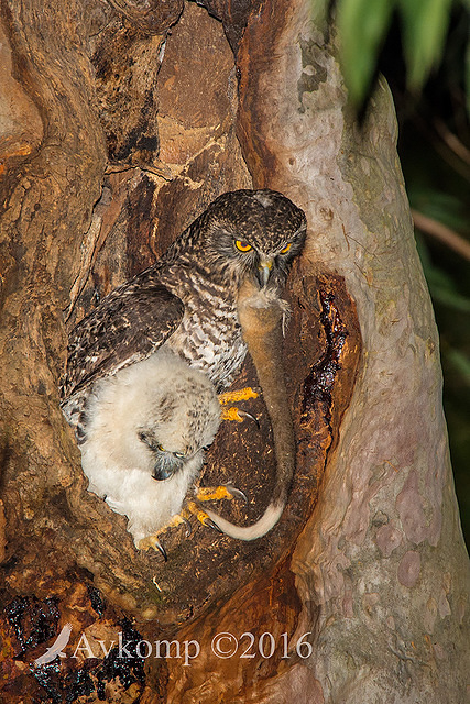 powerful owl 10616