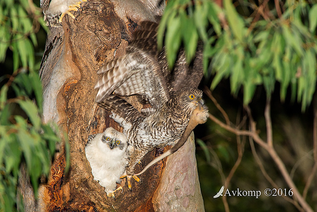 powerful owl 10617