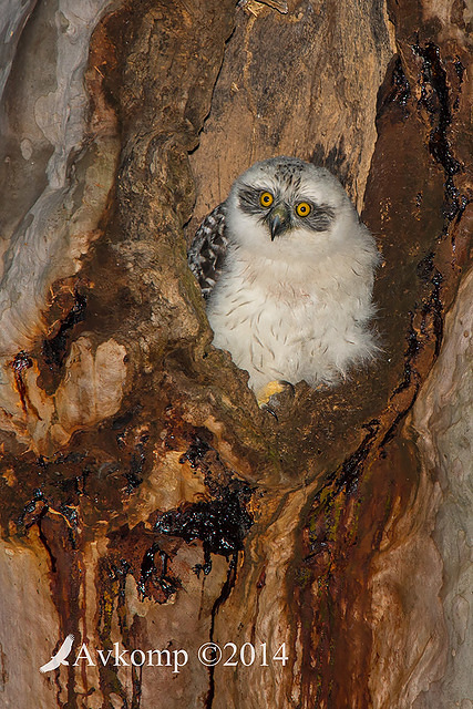 powerful owl 17049