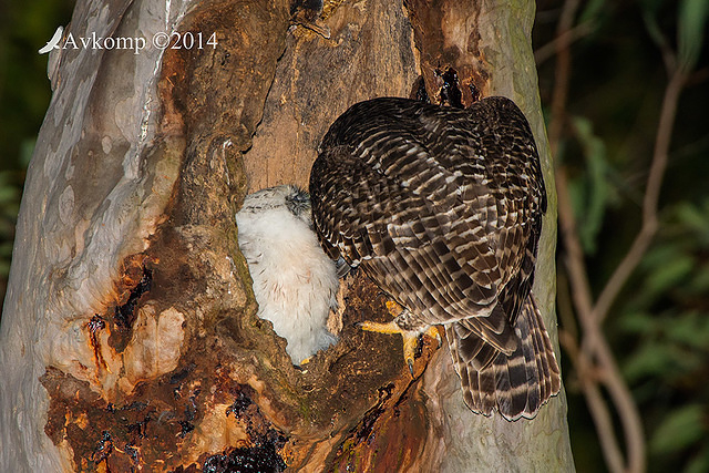 powerful owl 17077