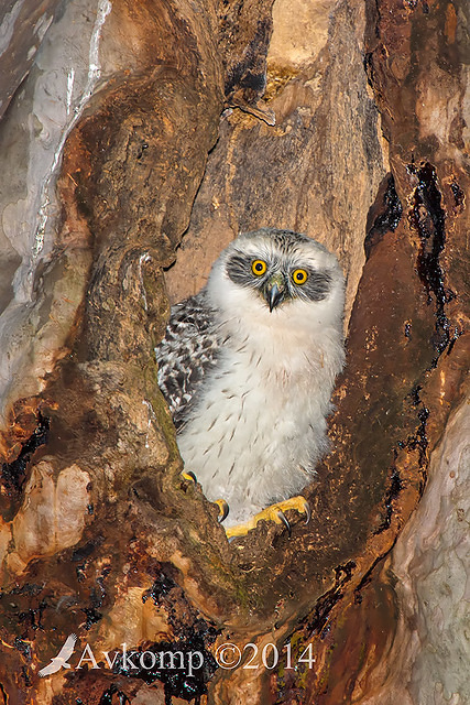 powerful owl 17084