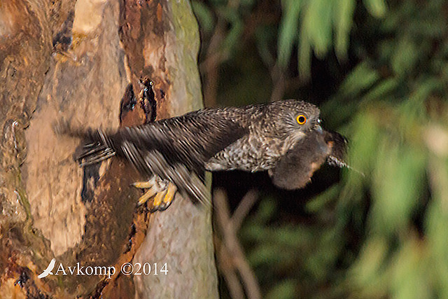 powerful owl 17091