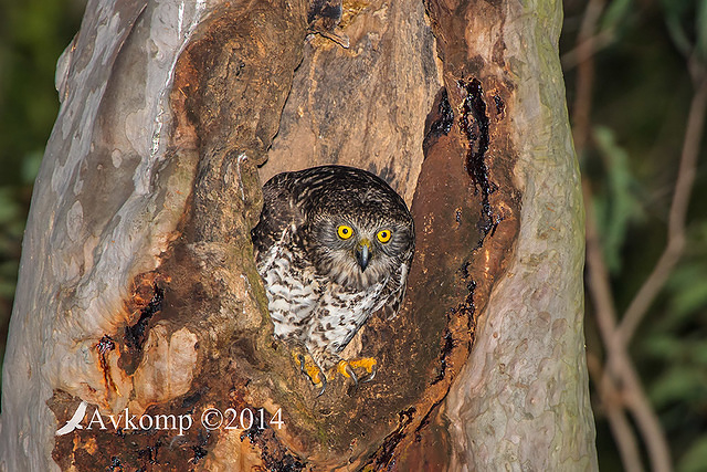 powerful owl 17093