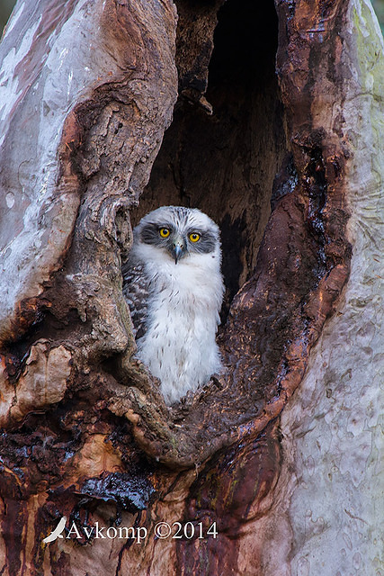 powerful owl 17103