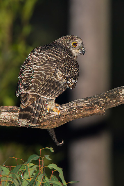 powerful owl 17147