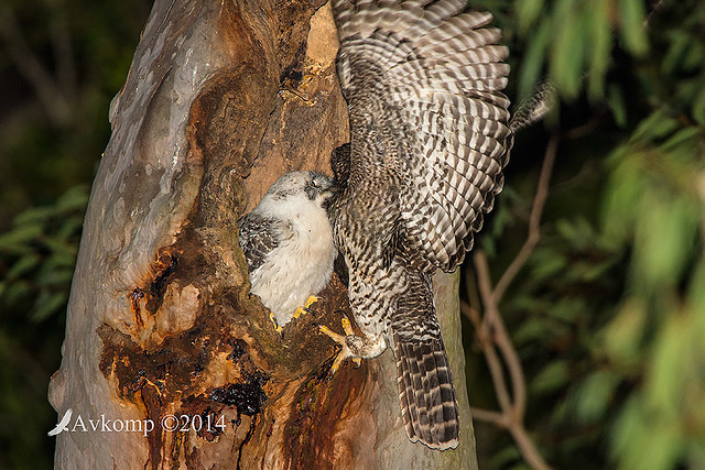 powerful owl 17151