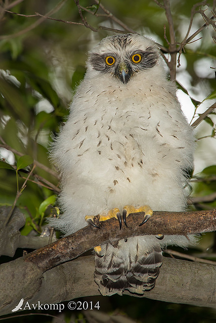 powerful owl 17217