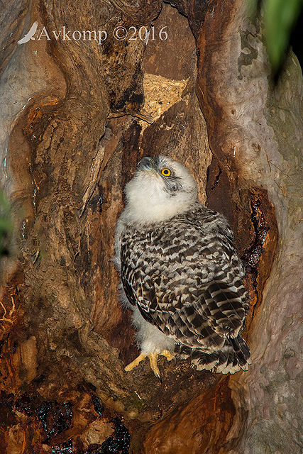 powerful owl 10630