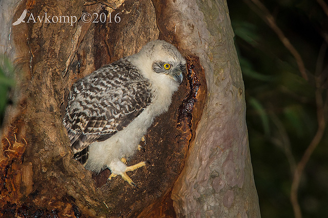 powerful owl 10632