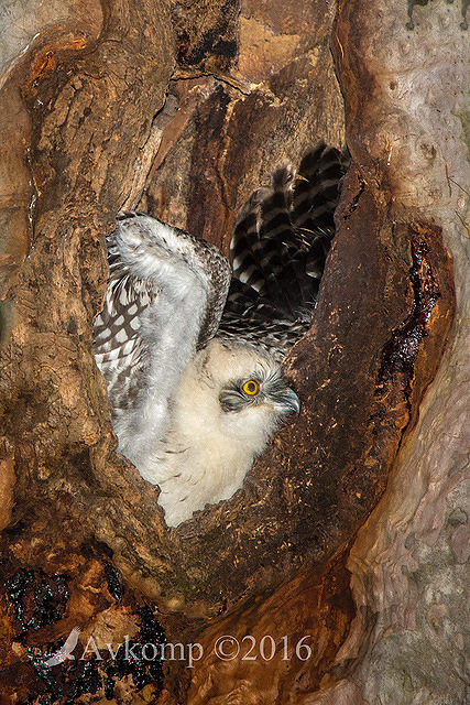 powerful owl 10656