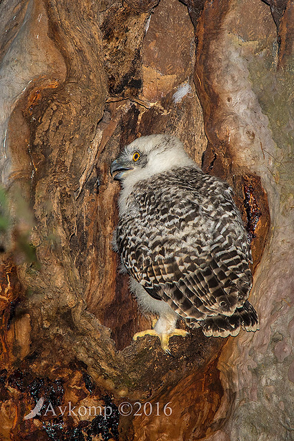 powerful owl 10659