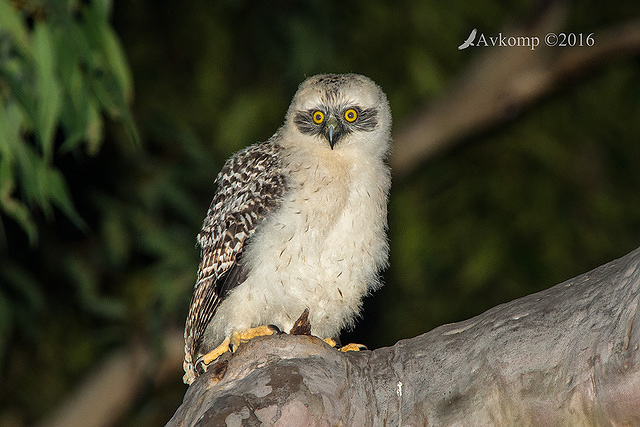 powerful owl 10668