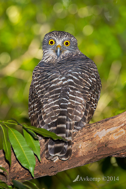 powerful owl 13683