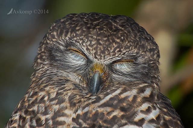 powerful owl 13699