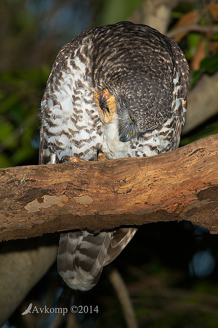 powerful owl 13725