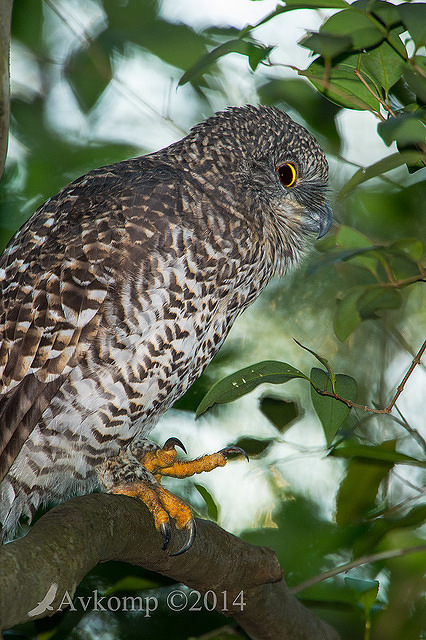 powerful owl 14003