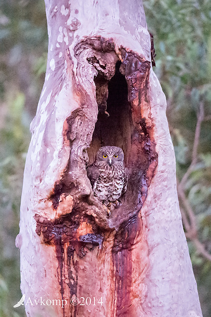 powerful owl 16326