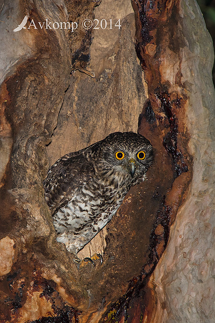 powerful owl 16590