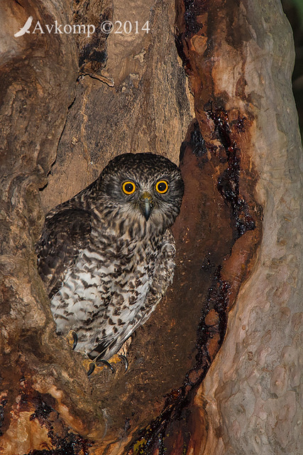 powerful owl 16591