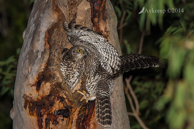 powerful owl 16593