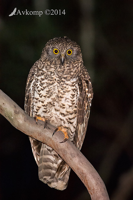 powerful owl 16596