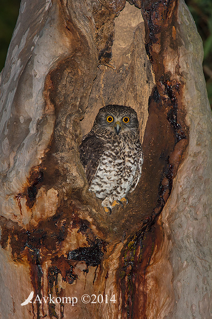 powerful owl 16755