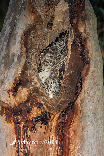 powerful owl 16912