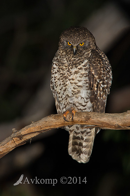 powerful owl 16943