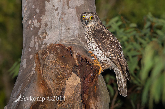 powerful owl 16945 landscape