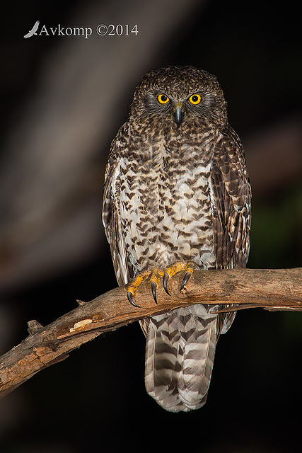 powerful owl 16992