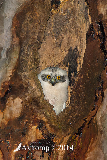 powerful owl 16998