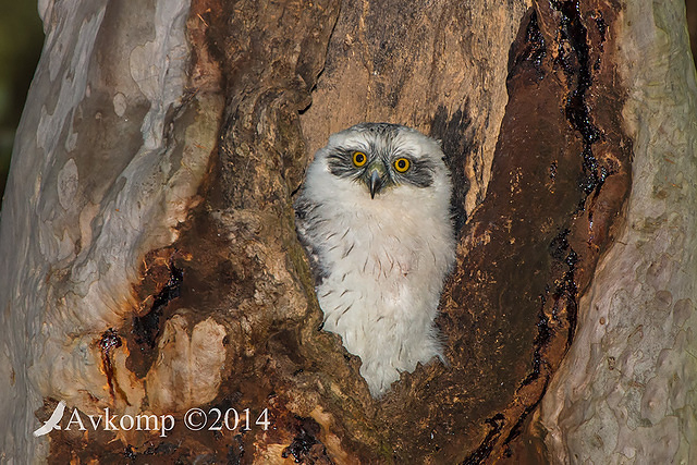 powerful owl 17006