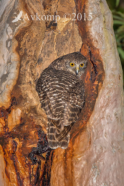 powerful owl 2987 portrait