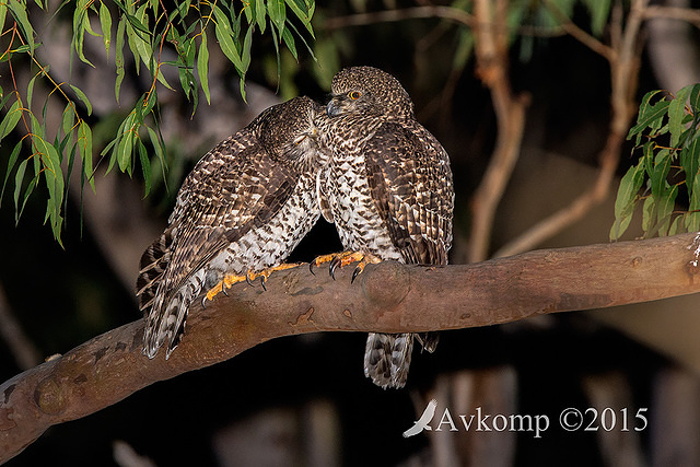 powerful owl 3418