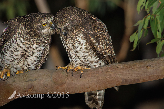 powerful owl 3422