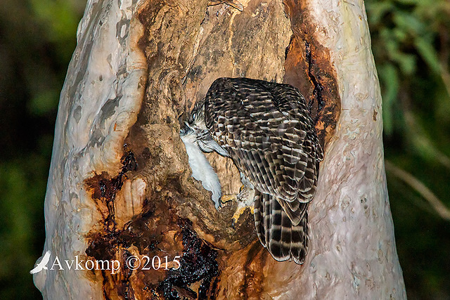 powerful owl 3423