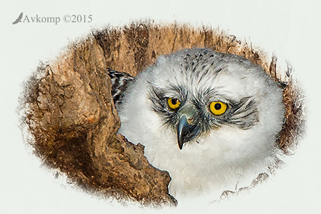 powerful owl 3428 chick vignetted