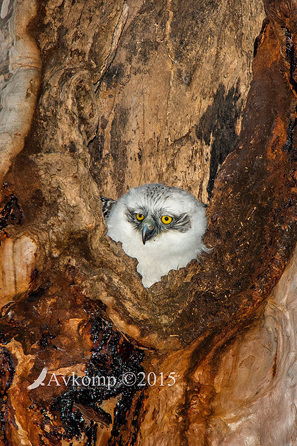 powerful owl 3428 portrait