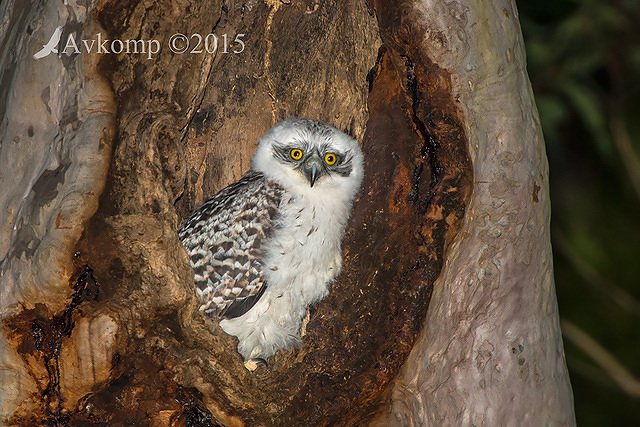 powerful owl 3482