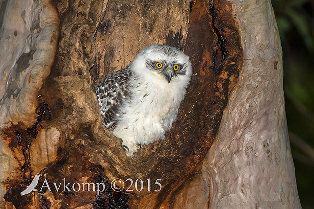 powerful owl 3484