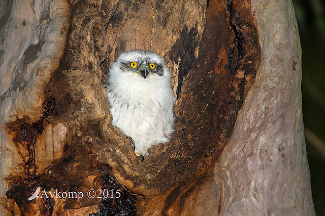 powerful owl 3490