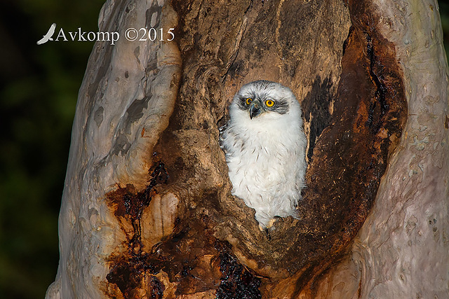 powerful owl 3493