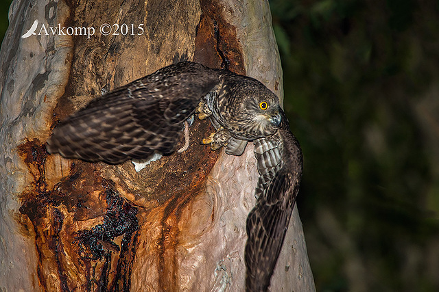 powerful owl 3515