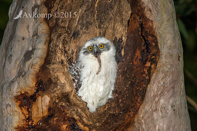 powerful owl 3519