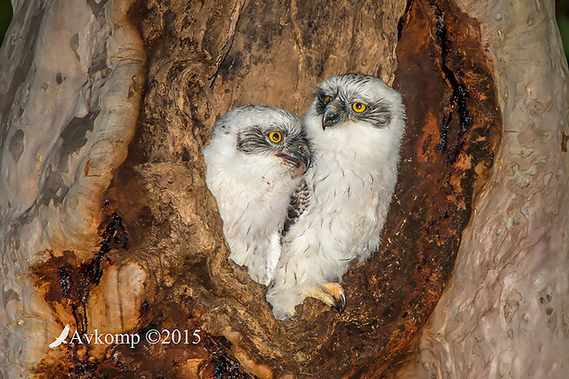 powerful owl 3525