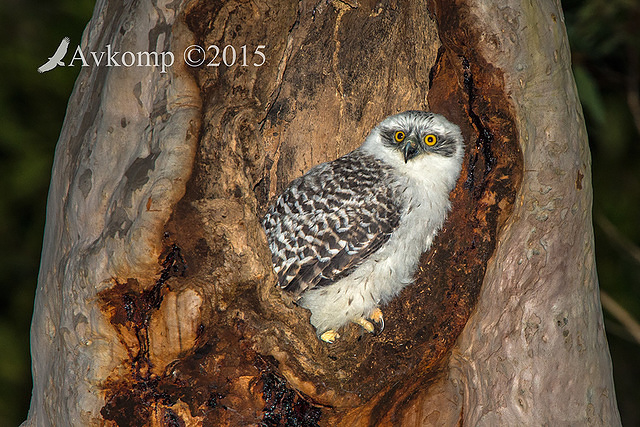 powerful owl 3526