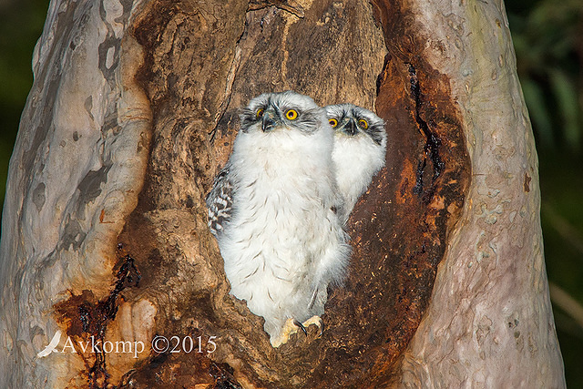 powerful owl 3531